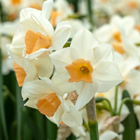 Narcis Kapiti Peach - 3 ks v balení