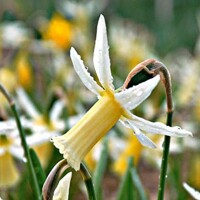 Narcis Snipe - 3 ks v balení