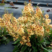 Verbascum Honey Dijon