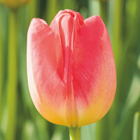 Tulipany Judith Leyster -  ks v balení
