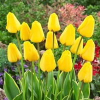 Tulipany Garant - 5 ks v balení