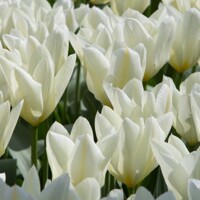 Tulipany Emperor White - 5 ks v balení