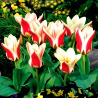 Tulipany Zombie - 5 ks v balení