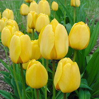 Tulipany Apeldoorn Golden - 5 ks v balení