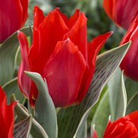 Tulipany Rob Verlinden - 5 ks v balení