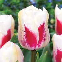 Tulipany Tango - 5 ks v balení