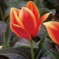 Tulipany Calypso - 5 ks v balení