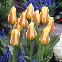Tulipany Miskoded - 5 ks v balení