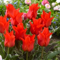 Tulipany Oriental Beauty - 5 ks v balení