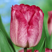 Tulipany Ganders Rhapsody - 5 ks v balení