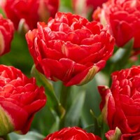 Tulipany Miranda - 5 ks v balení