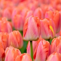 Tulipany Zantucot - 5 ks v balení