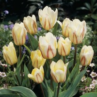 Tulipany White Fire - 5 ks v balení