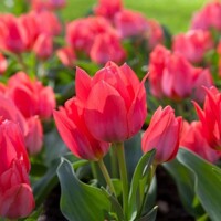Tulipany mnohokveté Toronto - 5 ks v balení