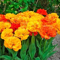 Tulipany Sunlover - 5 ks v balení