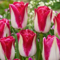 Tulipany Alectric - 5 ks v balení