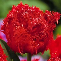 Tulipany Crystal Beauty - 3 ks v balení