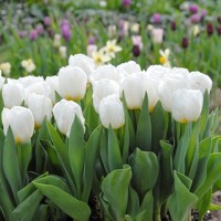 Tulipany Calgary - 3 ks v balení