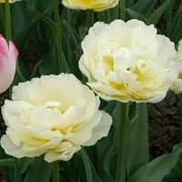 Tulipany Verona - 3 ks v balení