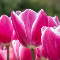 Tulipany Jumbo Beauty - 3 ks v balení