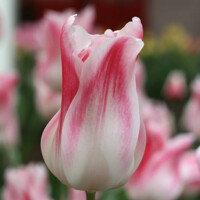 Tulipany Holland Chic - 3 ks v balení
