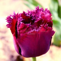 Tulipany Curly Sue - 3 ks v balení