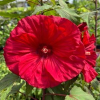 Hibiscus bahenný Luna Red
