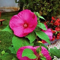 Hibiscus bahenný Luna Rose