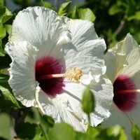 Hibiscus bahenný Luna White