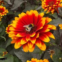 Heliopsis Bonfire Sunset