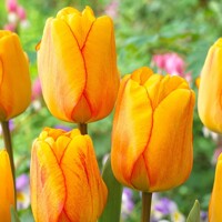 Tulipany Apeldoorn Blushing - 5 ks v balení