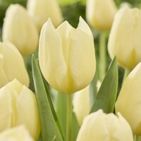 Tulipany Fondue - 5 ks v balení