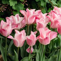 Tulipany Miss Elegance - 5 ks v balení