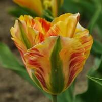 Tulipany Artist Golden - 3 ks v balení