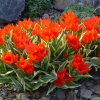 Tulipany mnohokveté Unicum - 3 ks v balení