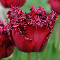 Tulipany Versace - 3 ks v balení