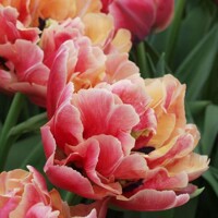 Tulipany Verona Sunrise - 3 ks v balení