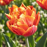 Tulipany Bonanza - 3 ks v balení