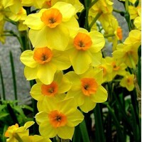 Narcis Golden Dawn - 3 ks v balení