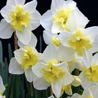Narcis Bella Estrella - 3 ks v balení