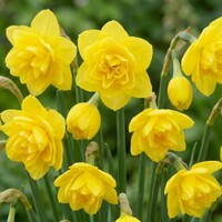 Narcis Pencrebar - 3 ks v balení
