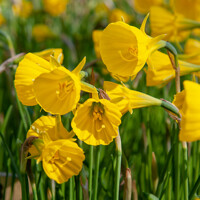 Narcis Golden Bells - 5 ks v balení