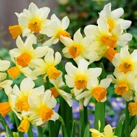 Narcis Spring Sunshine - 3 ks v balení
