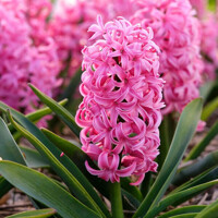 Hyacint Pink Pearl - 3 ks v balení