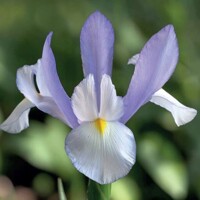Iris Hollandica Claires Delight - 10 ks v balení