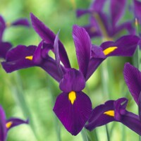 Iris Hollandica Purple Sensation - 10 ks v balení