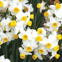 Narcis Canaliculatus - 5 ks v balení