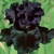 Iris veľkokvetý Black Knight