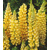 Lupinus Chandelier
