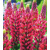 Lupinus Red Shades
